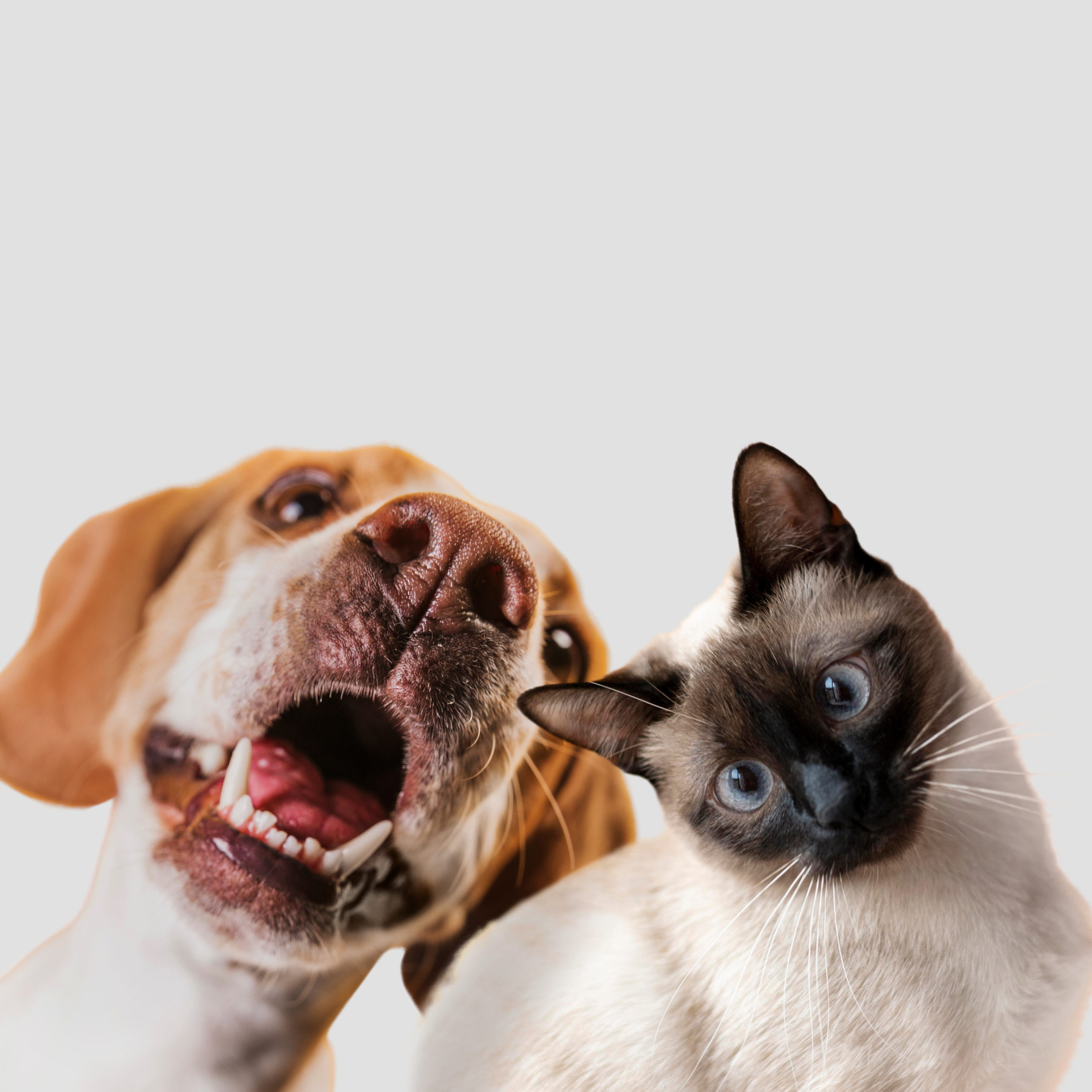 img-mascotas