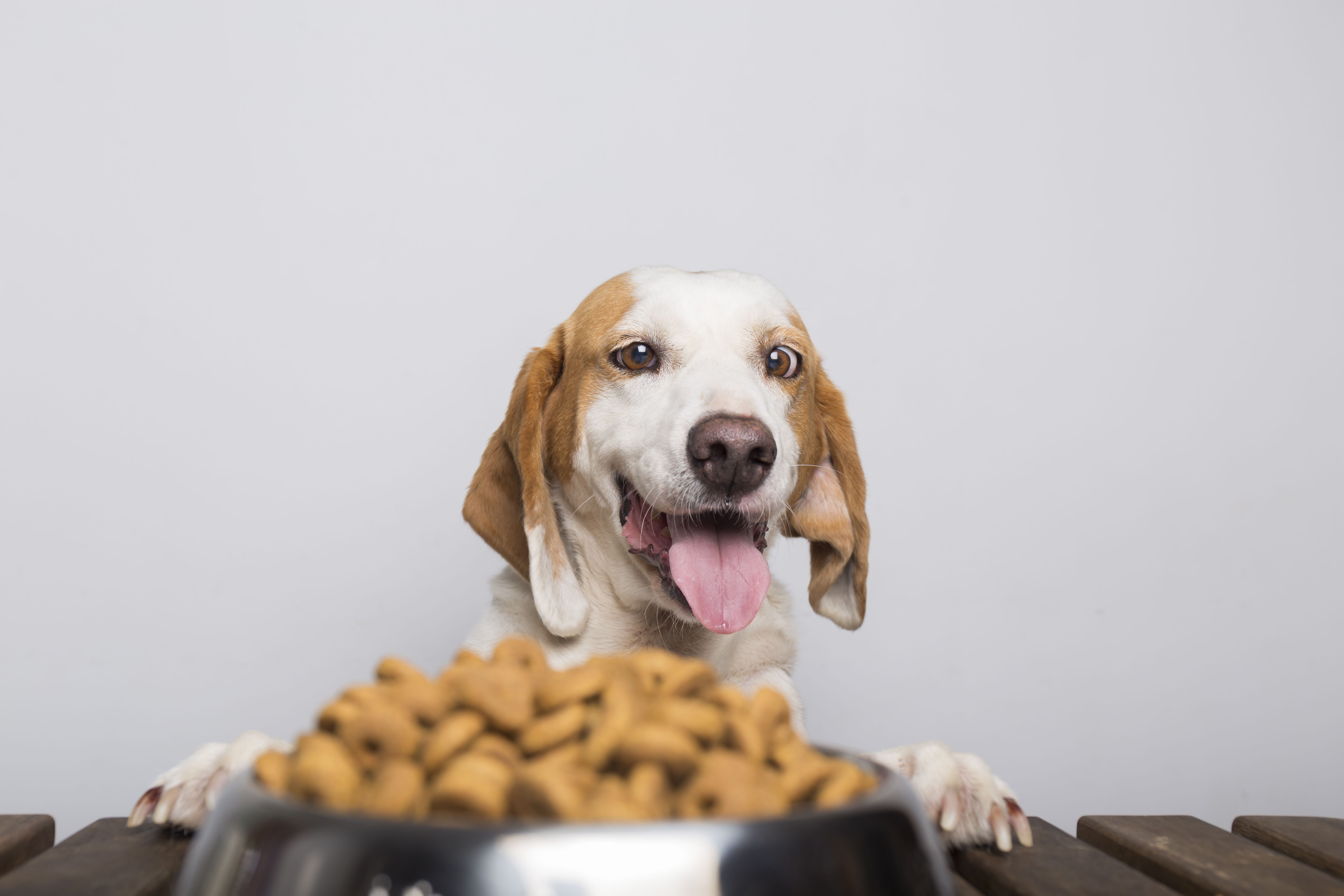 img-entrada-perro-comida